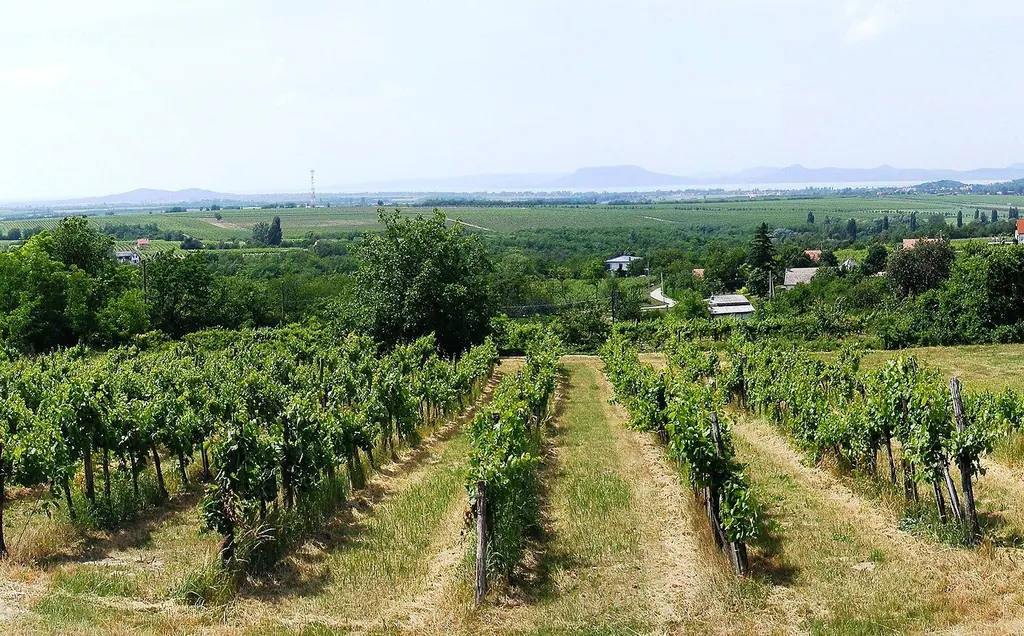 Szőlősorok a Kishegyen, lent Balatonlelle és a tó